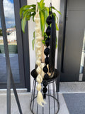 Coda bubble braids
